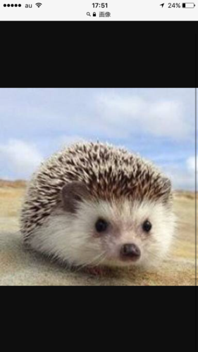 ハリネズミ
