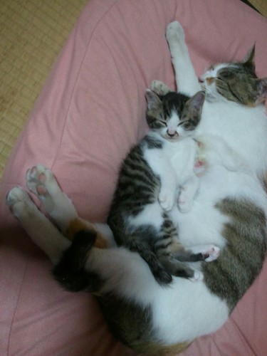 モモちゃんさん