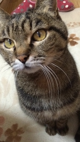 きらこ