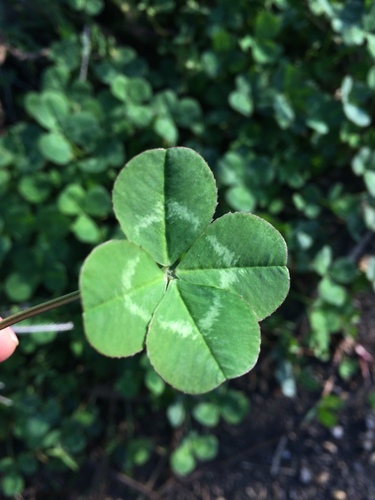 長崎クローバー