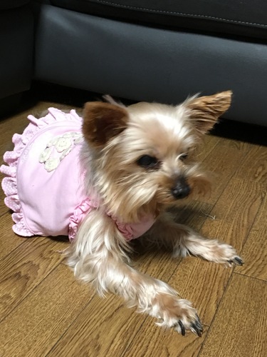 とまちょ