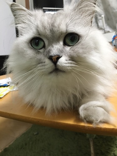 みっちー