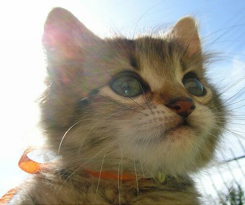 とほちゃん