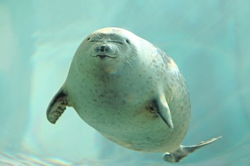 ネオさん