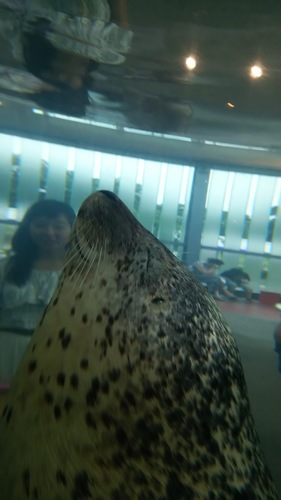 たたたたぁ