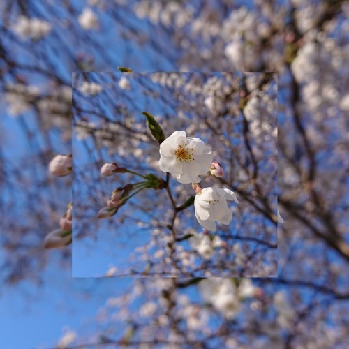 さとちゃんさん