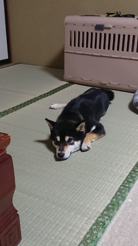 けんまま