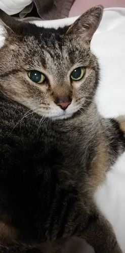メイちゃんのママ