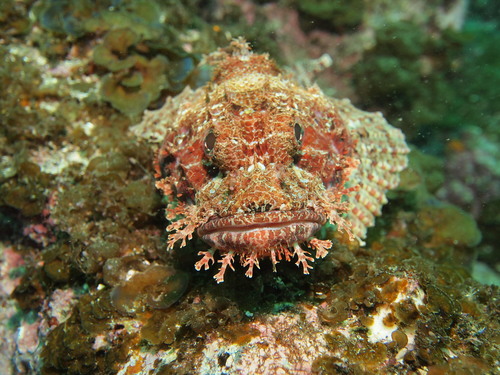 ヴィヴィくん推しのおっちゃん