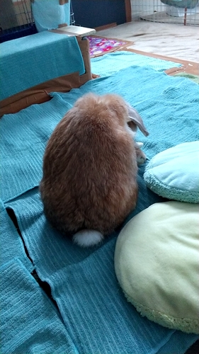 ウサギ丸