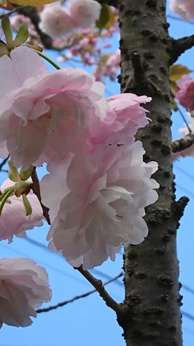 とのさまがえるさん