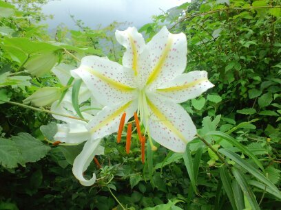 フトメのメイメイさん