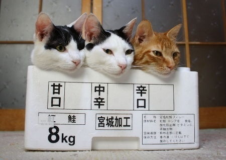 キャロ