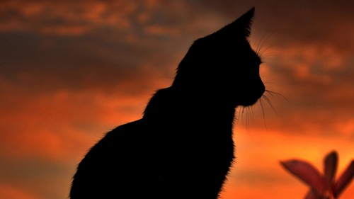 miggi