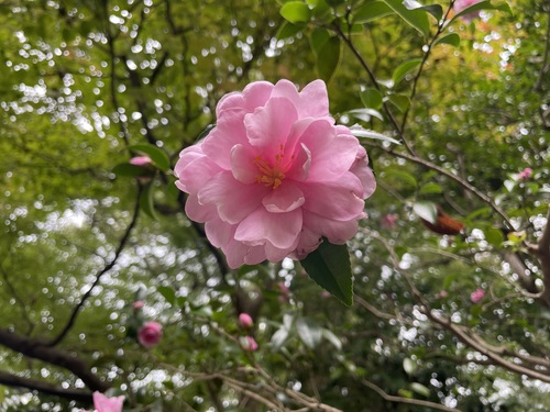 とまと