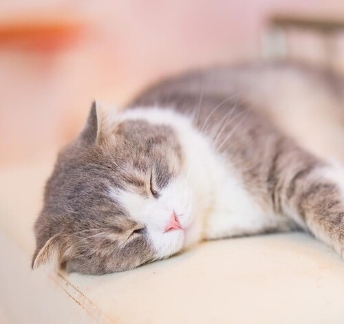 寝ても覚めても。