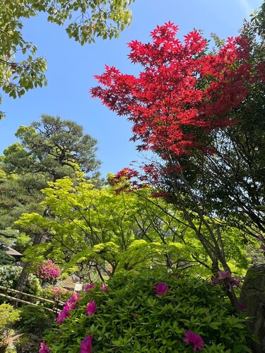 ねこストレッチさん