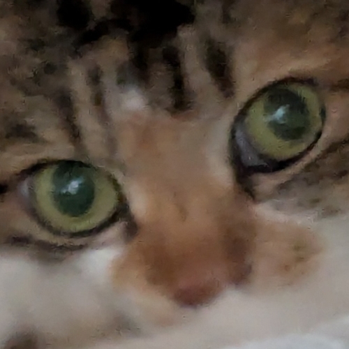 ポルナレフさん