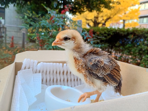 かすのきらめきさん