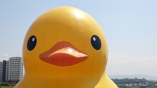 ふれでぃ