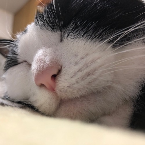 にゃむさん