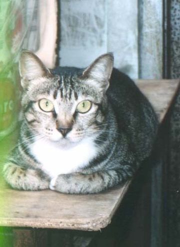 猫六