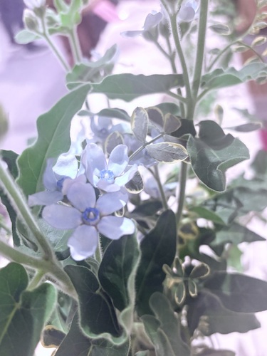 ねっしー