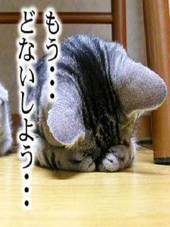 Mさん宅のネコ