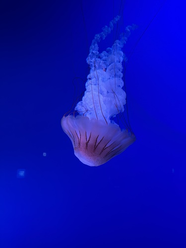 あいこん