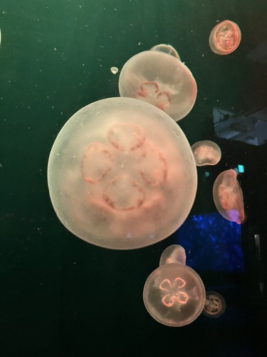 ぷわり