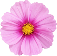pinkuh