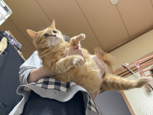 しょんたろうさん