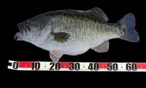 反射ワンタッチバンド風の釣り魚撮影用メジャー60ｃｍまで測定可能