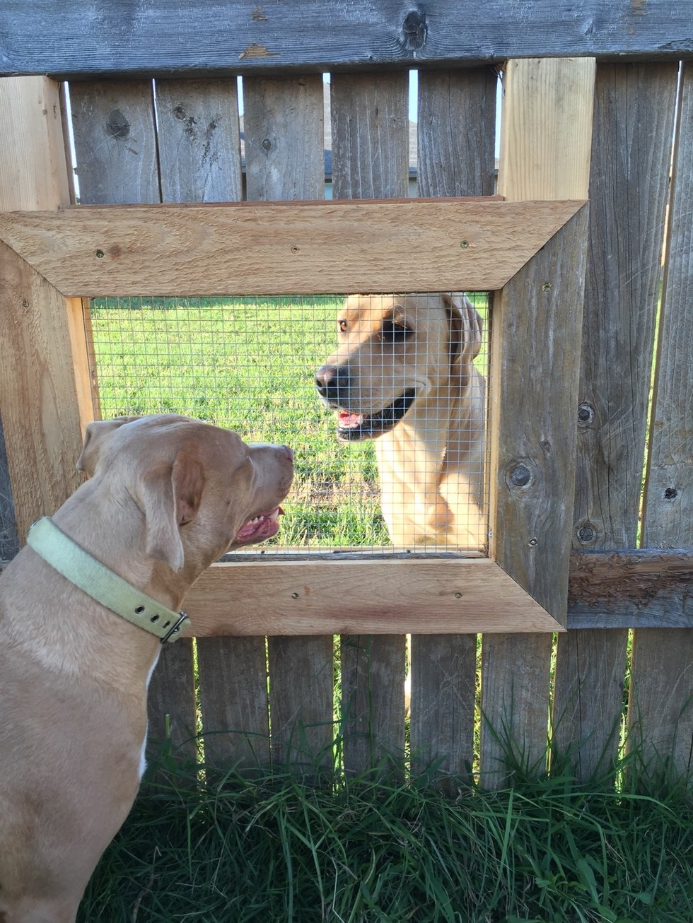 閉鎖的なフェンスに窓を付けるとほっこりした空間に。飼い主さんたちの努力が素晴らしい！