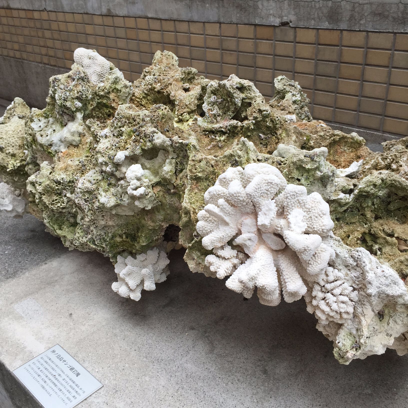 沖ノ鳥島サンゴ礁岩塊 Monumento モニュメント