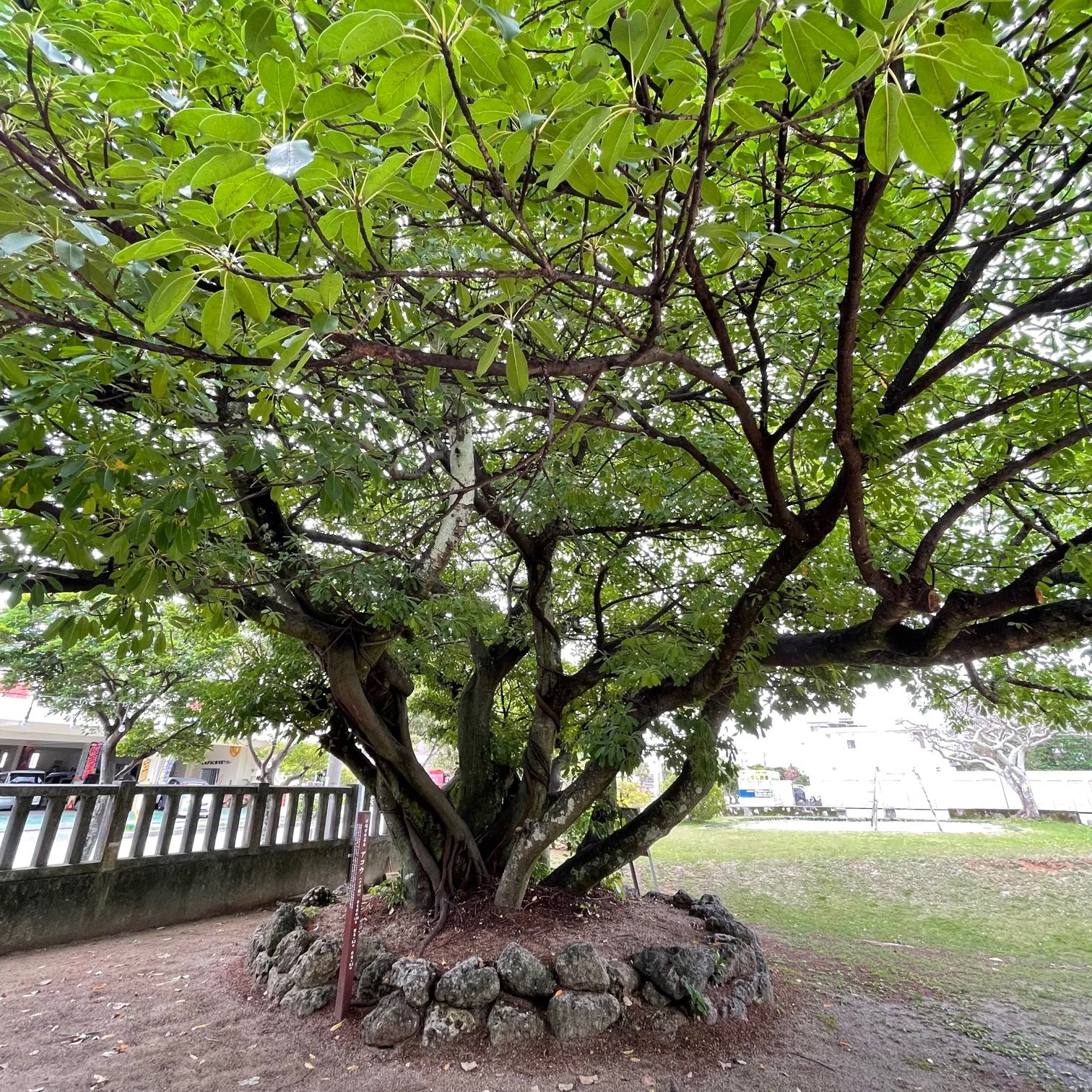 沖縄市の 名木 アコウ （クワ科） - Monumento(モニュメント)