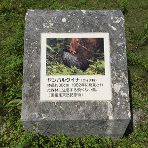 ジャワマングース （ジャコウネコ科 ） - Monumento(モニュメント)