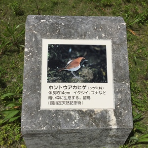 ジャワマングース （ジャコウネコ科 ） - Monumento(モニュメント)