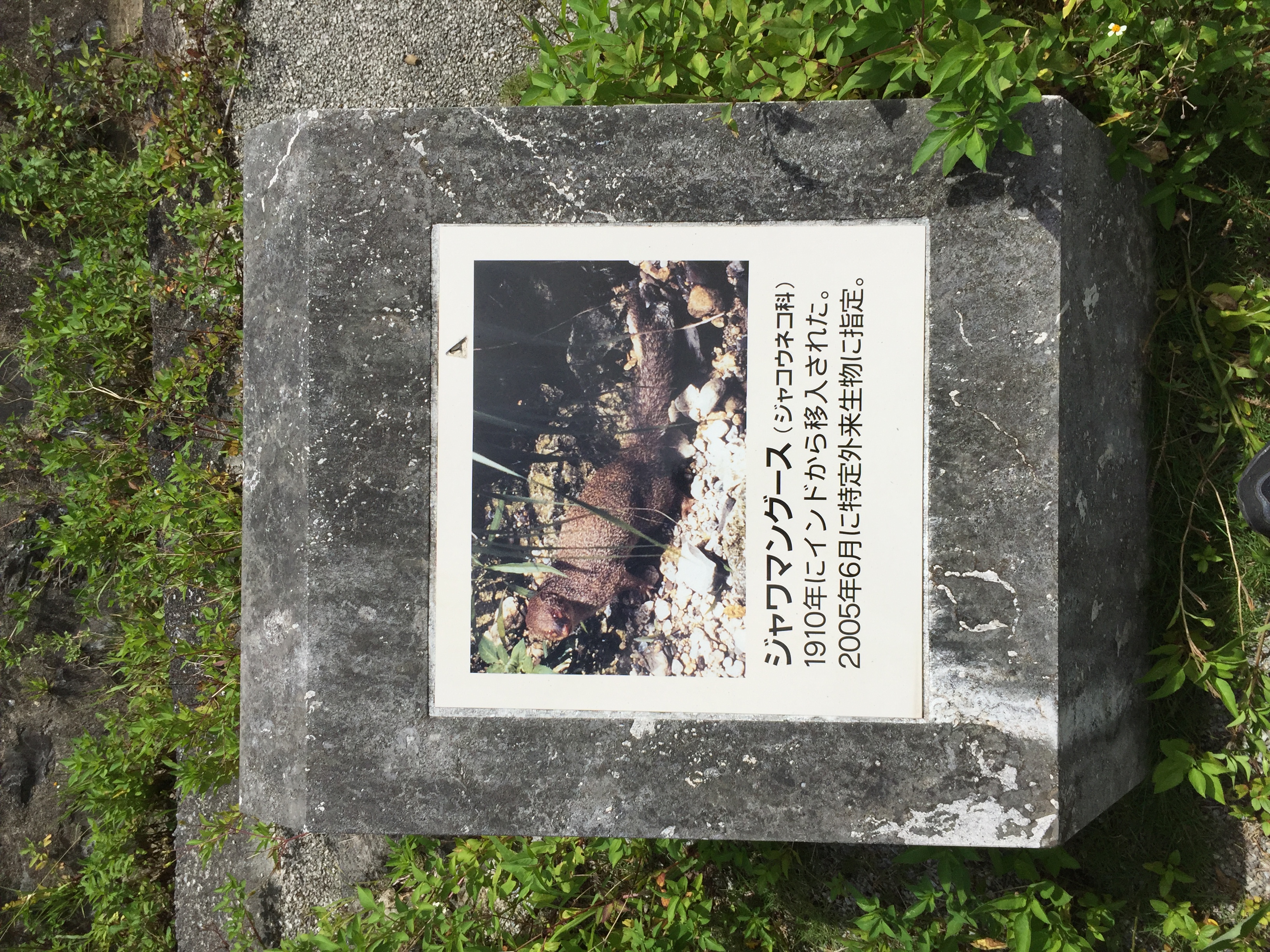 ジャワマングース（Javan mon）頭骨 ジャワマングース 頭骨