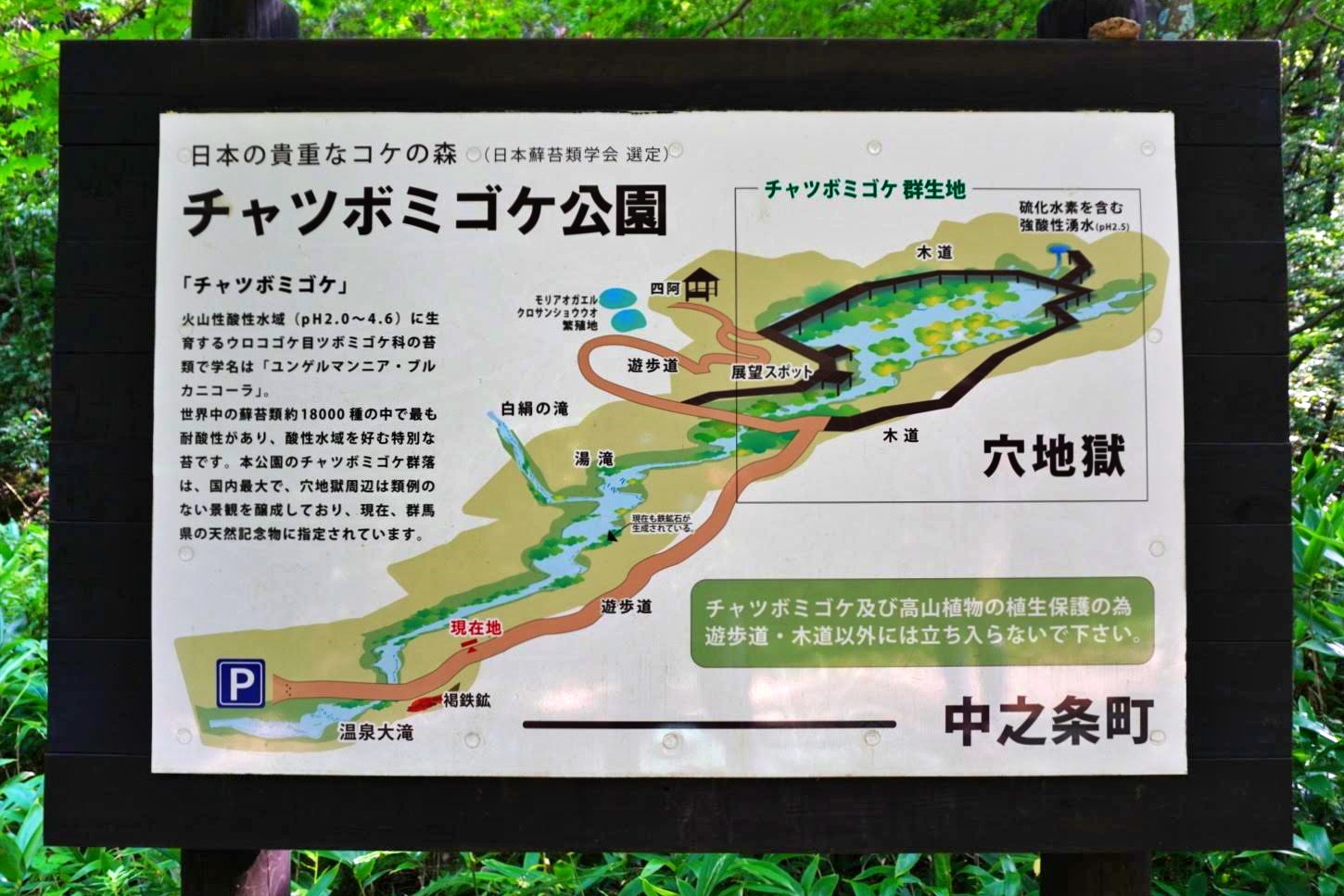 日本の貴重なコケの森 日本蘚苔類 Monumento モニュメント 日本の貴重なコケの森 日本蘚苔類 Monumento モニュメント