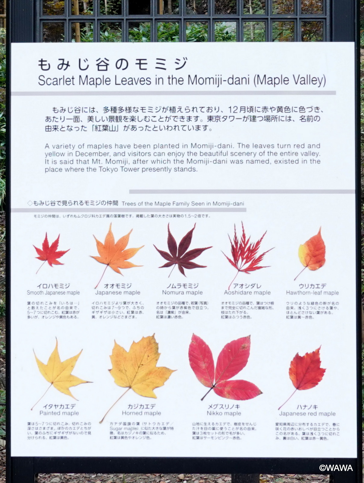 もみじです 受注製作商品】【Nゲージ】紅葉の大木【きたろく】ミニジャパン