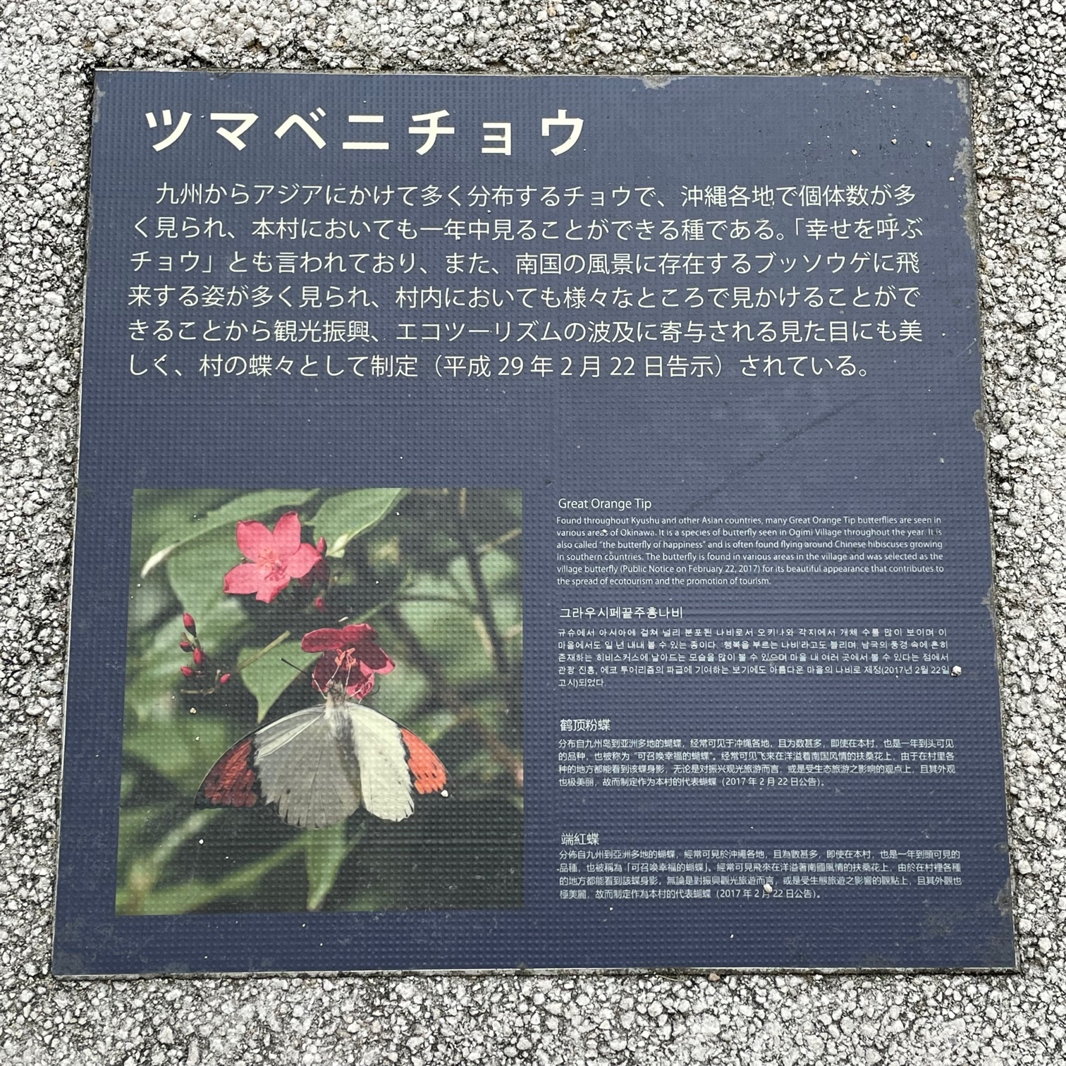 ツマベニチョウ - Monumento(モニュメント)