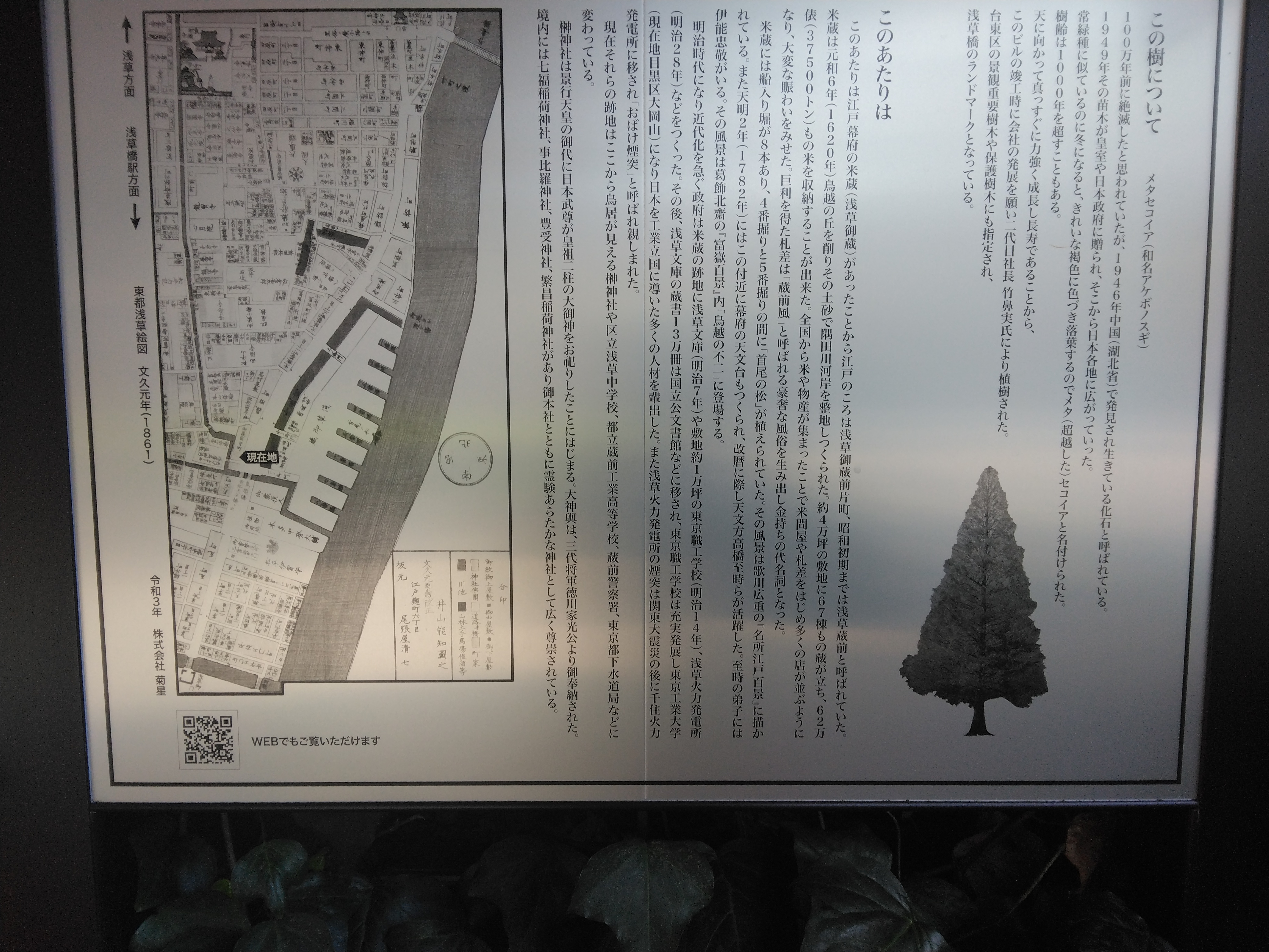 この樹について メタセコイア (和 - Monumento(モニュメント)