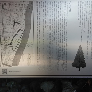 この樹について メタセコイア (和 - Monumento(モニュメント)