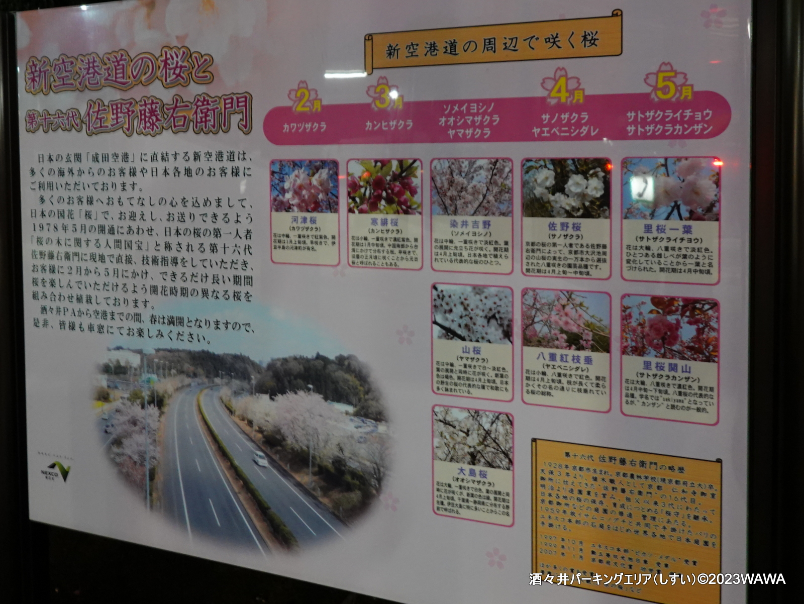 新空港道の桜と第十六代佐野藤右衛門 - Monumento(モニュメント)