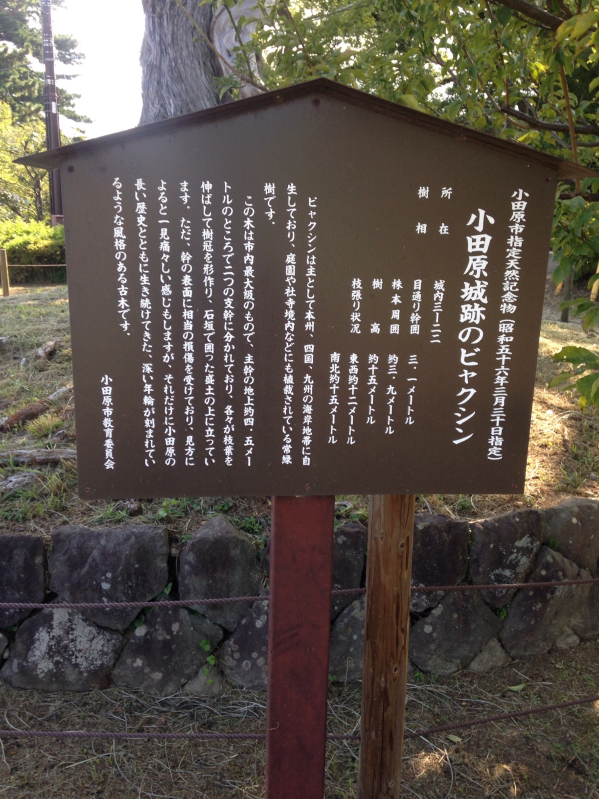 小田原市指定天然記念物（昭和五十六... - Monumento(モニュメント)