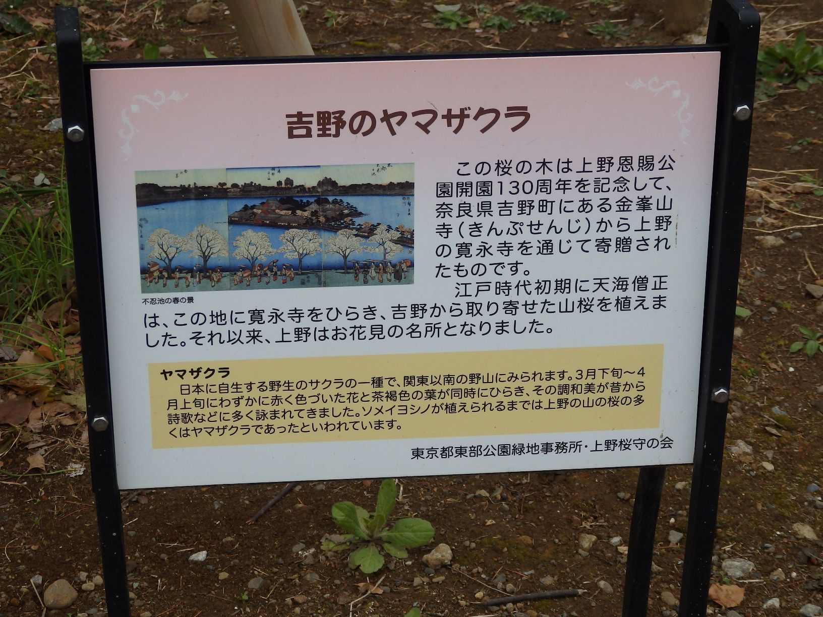 吉野のヤマザクラ - Monumento(モニュメント)