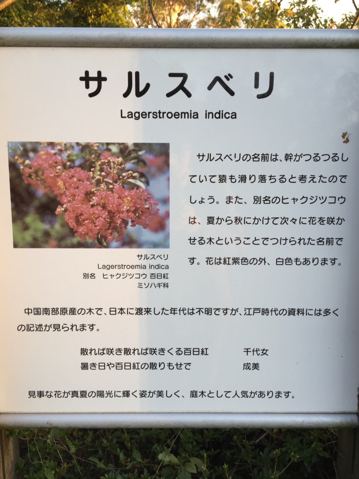 サルスベリ Monumento モニュメント