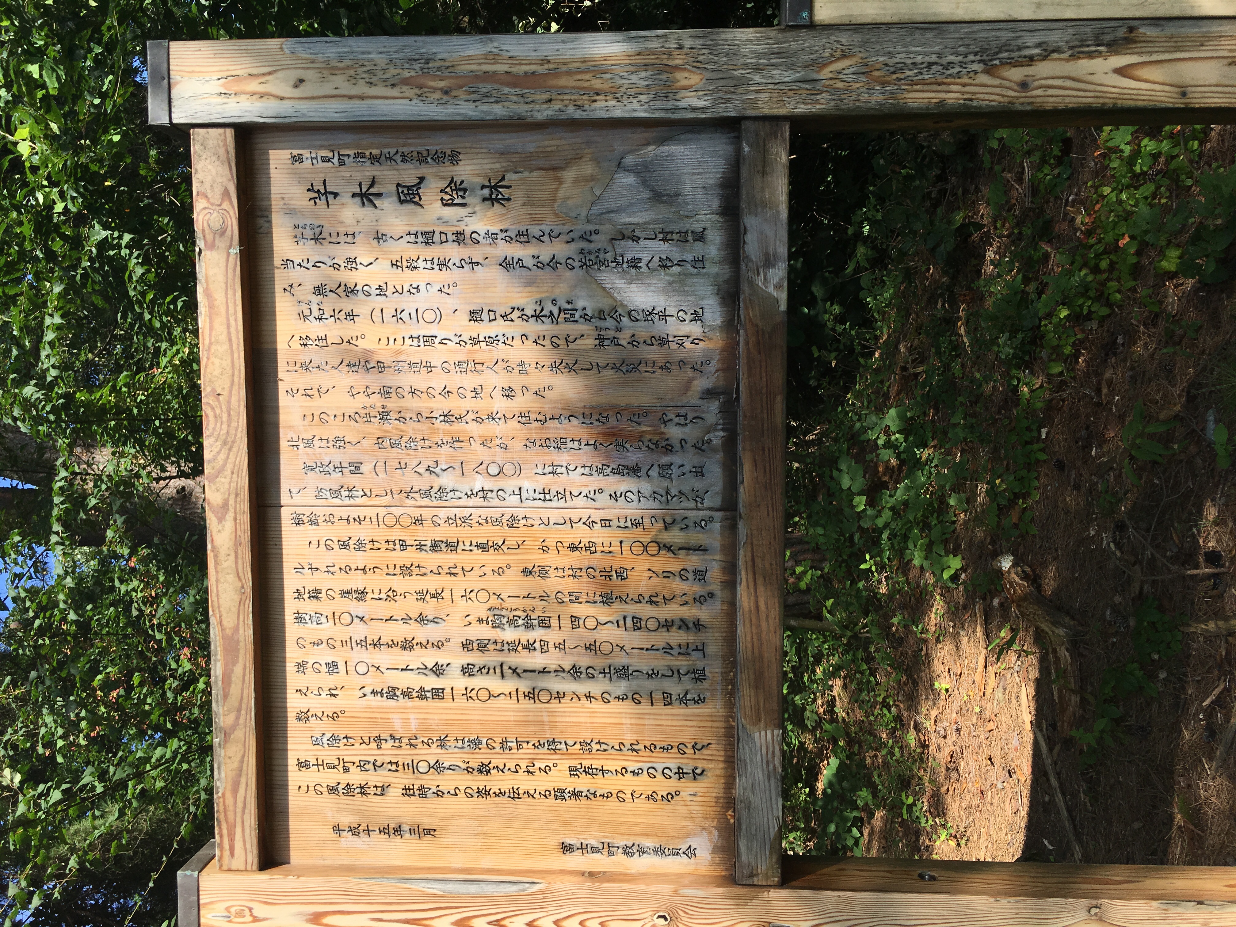 富士見町指定天然記念物 芧木風除林 - Monumento(モニュメント)
