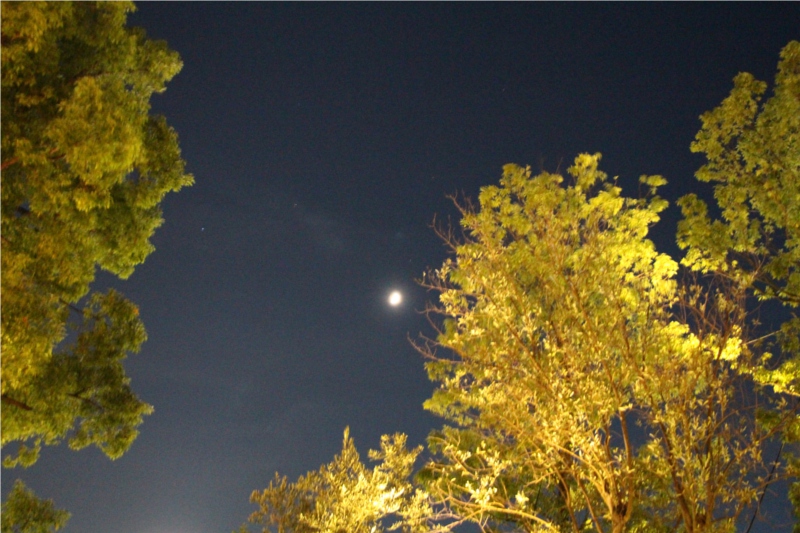 おもはらの森 原宿 よなよな Spotwright